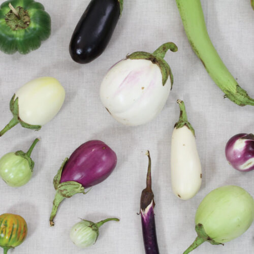All About Eggplant Plants